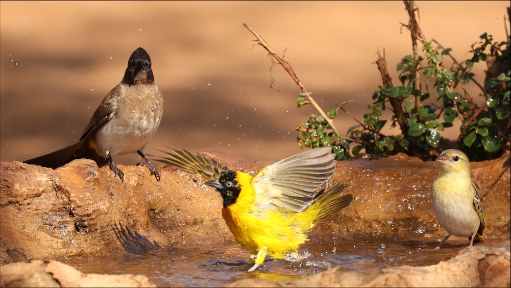 Bird bath