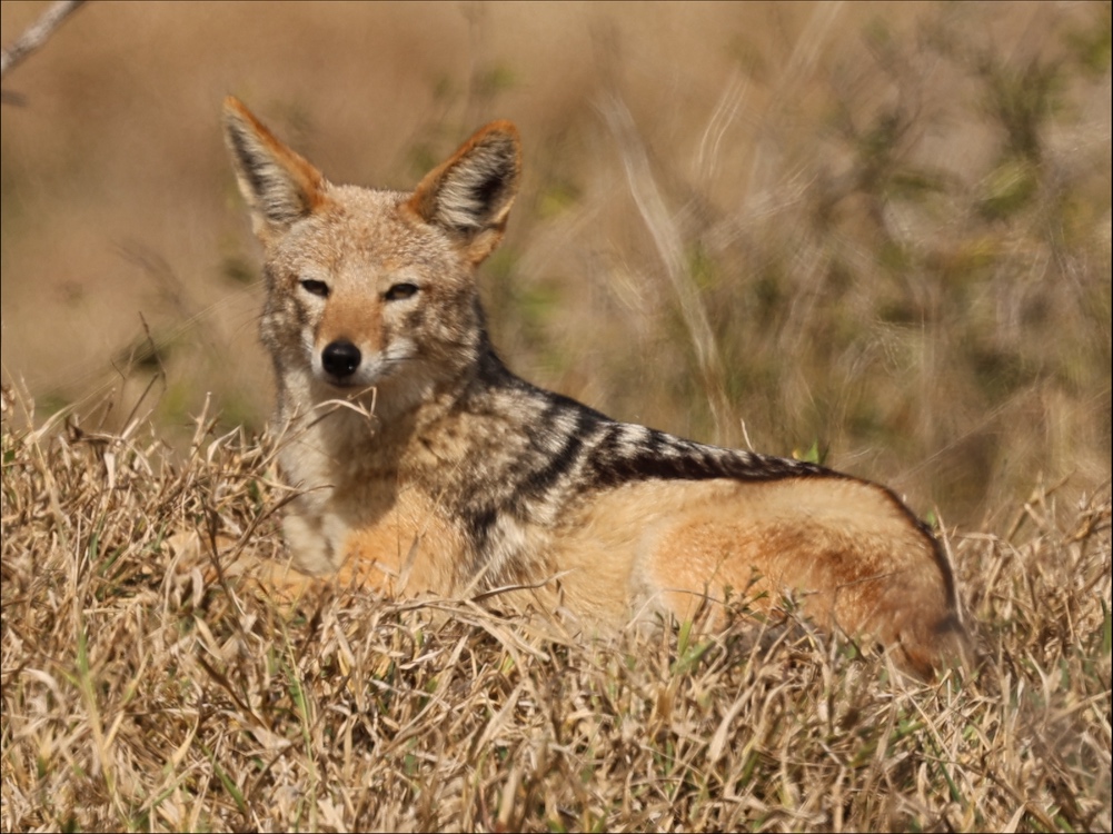 Black-backed Jackal