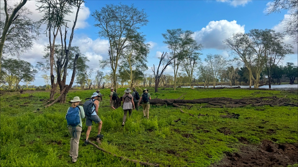 Fever tree forest bush walk