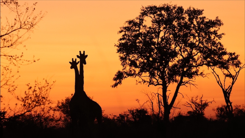 Giraffes at sunset