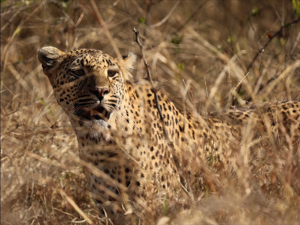 Leopard on drive from Skukuza to Berg-en-Dal
