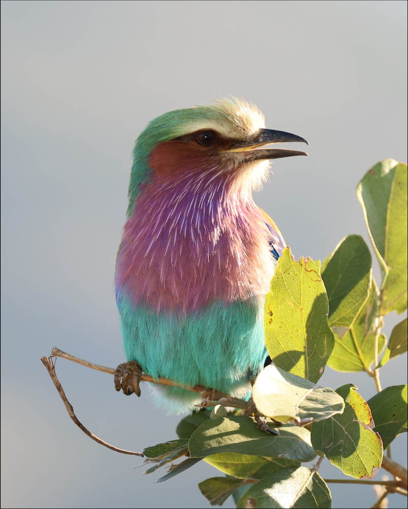 Lilac-breasted Roller