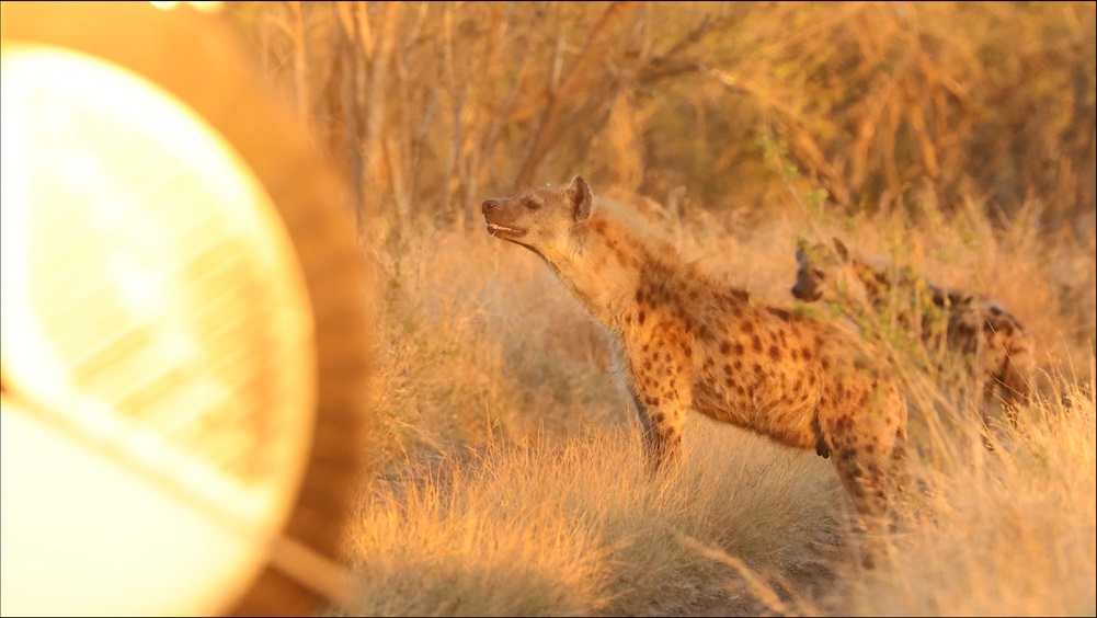 Spotted hyenas blocking our way