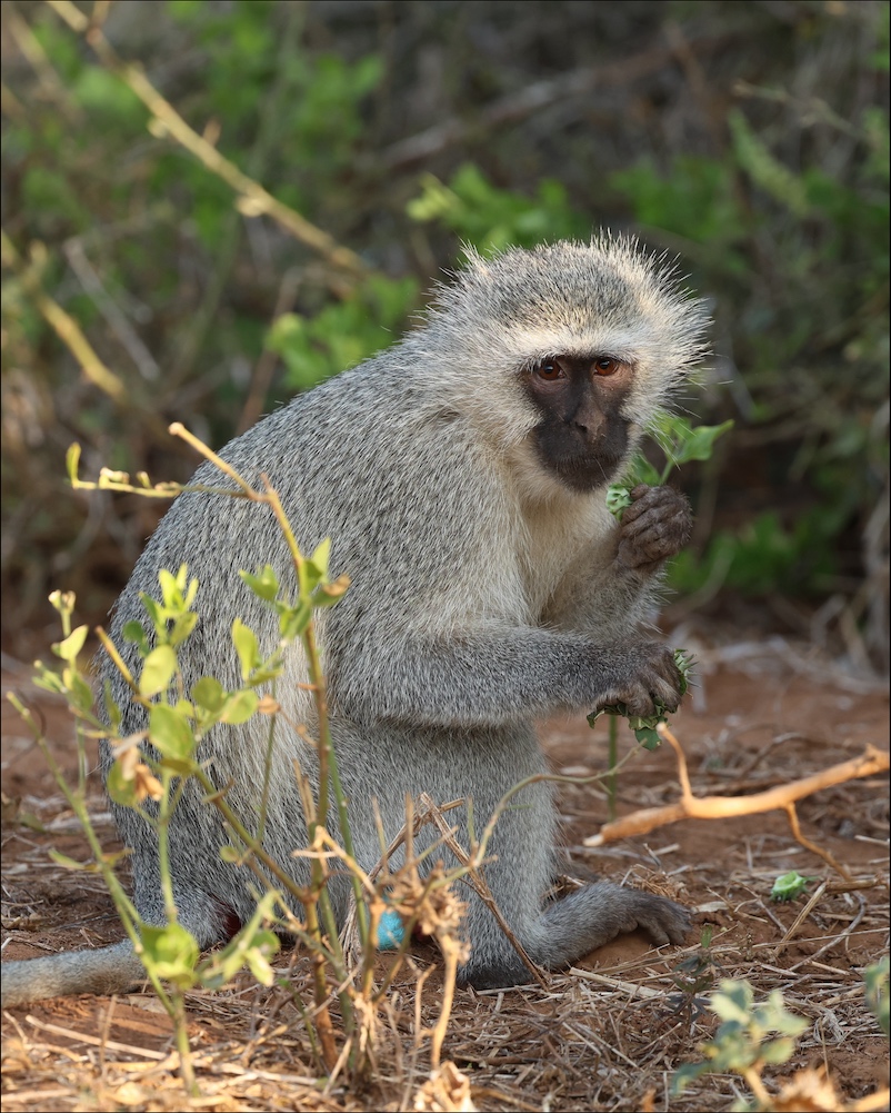 Vervet Monkey