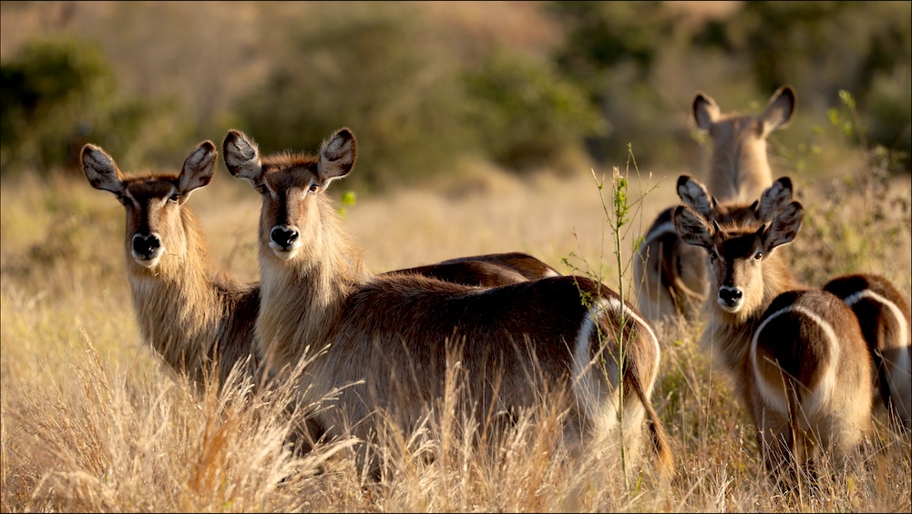 Waterbuck in the meadow