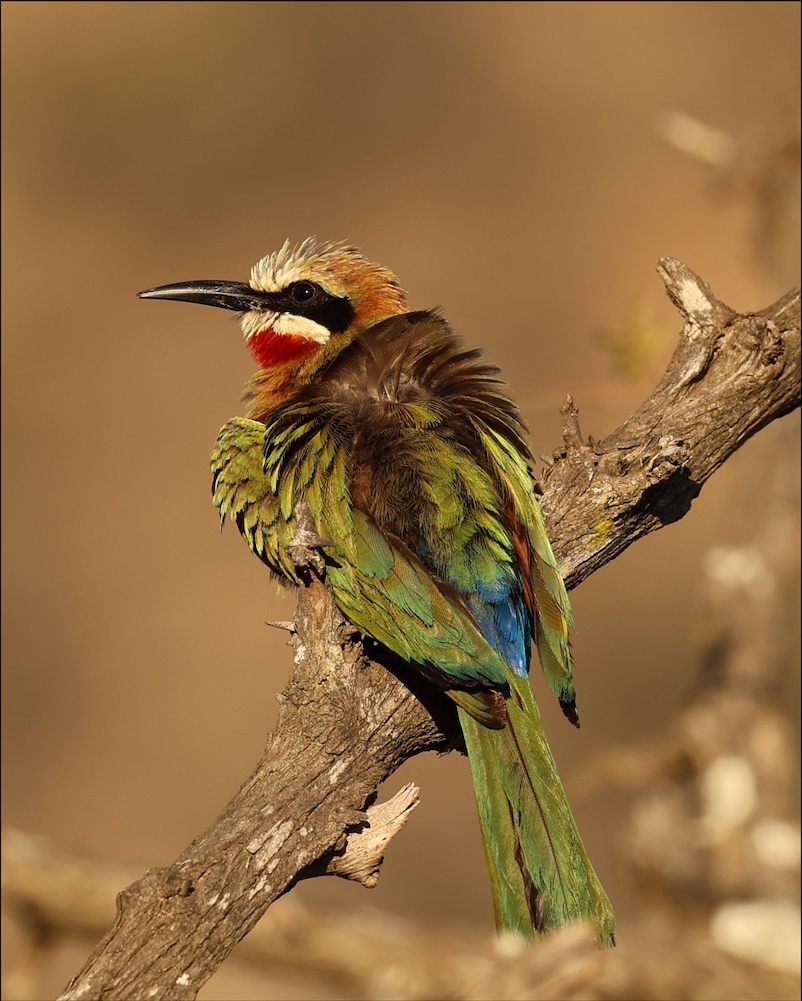White-fronted bee-eater