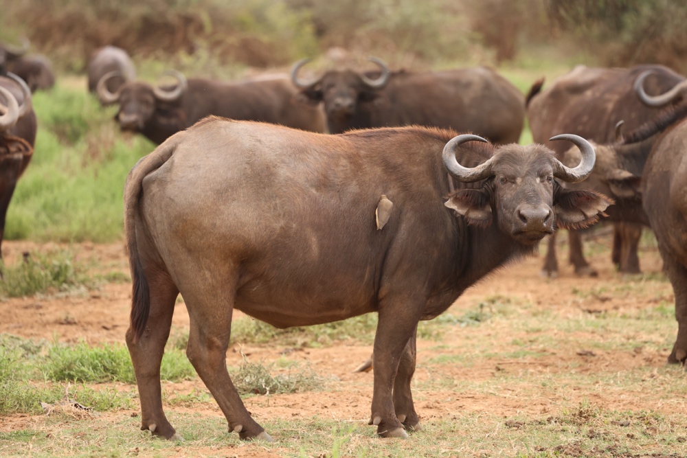 African Buffalo