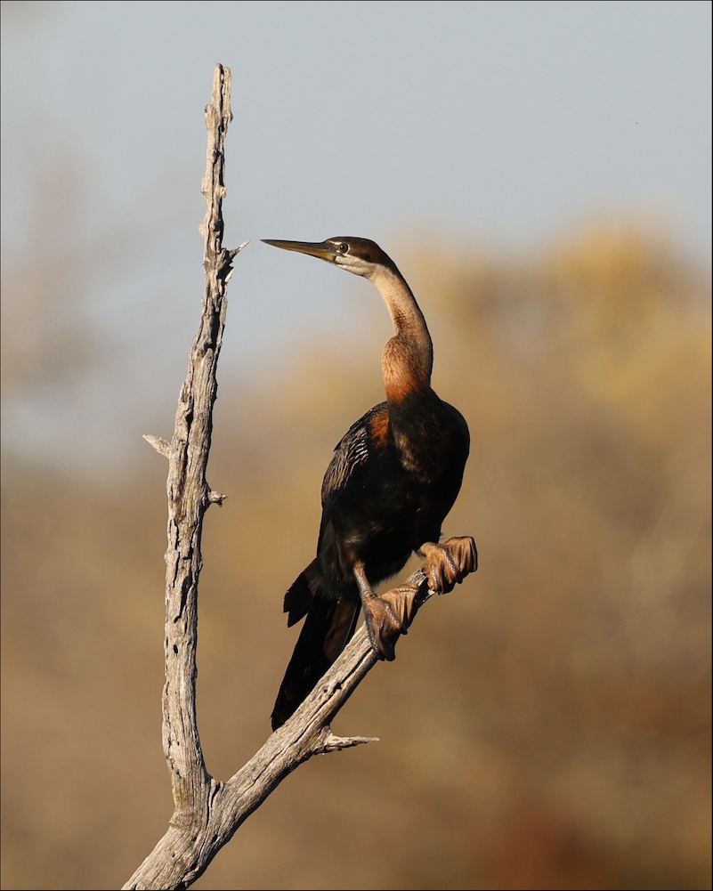 African Darter