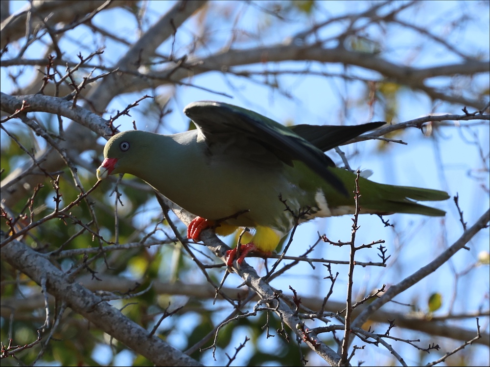 African Green-Pigeon