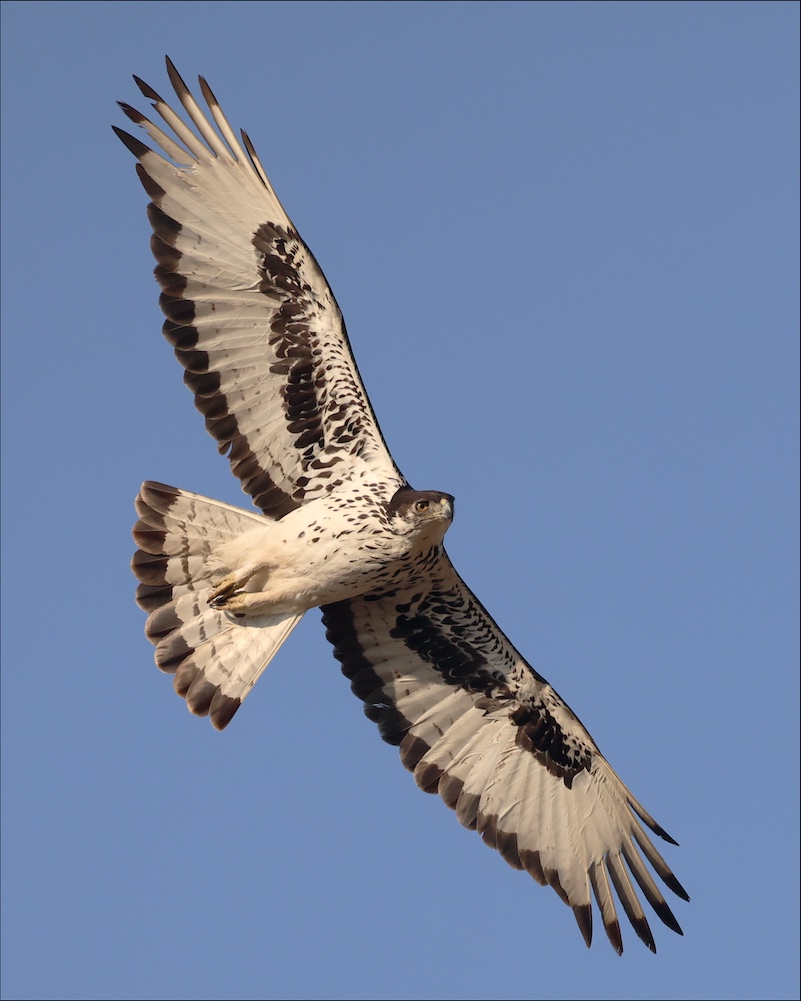 African Hawk-Eagle