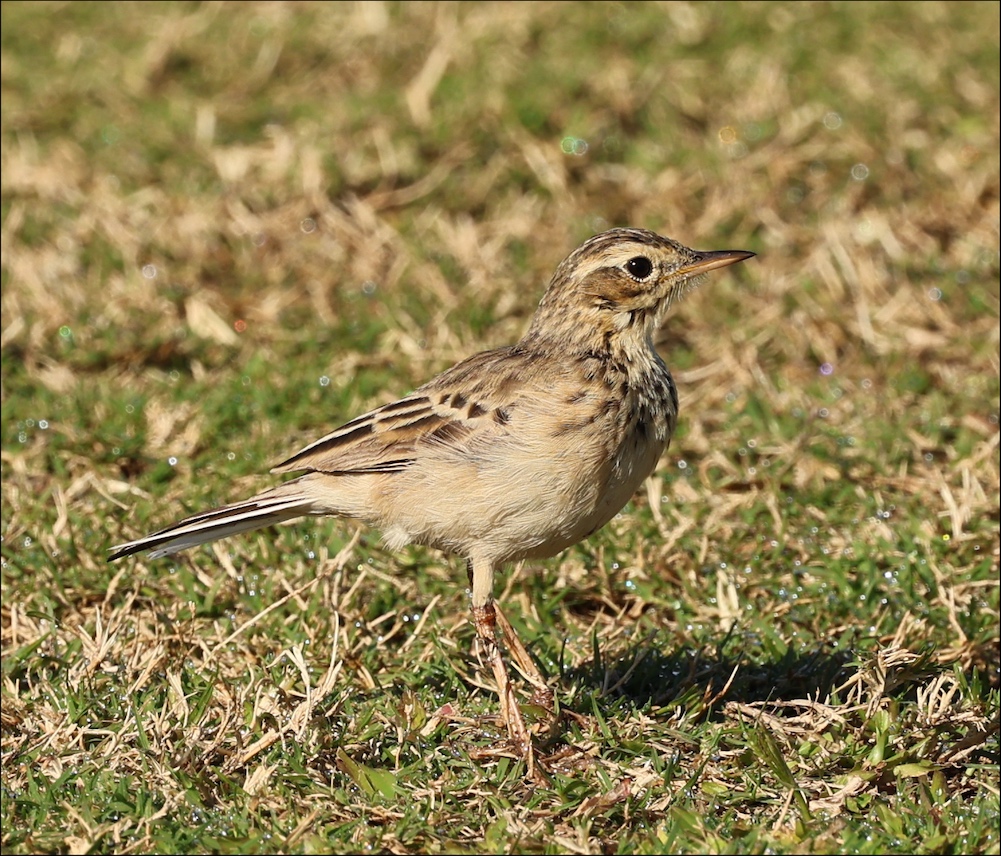 African Pipit