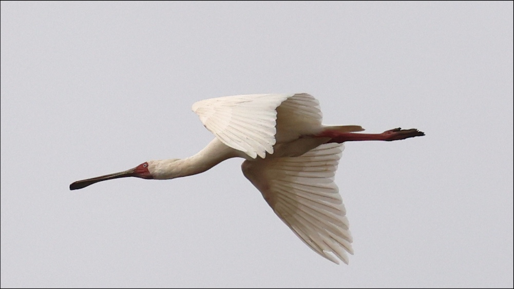 African Spoonbill