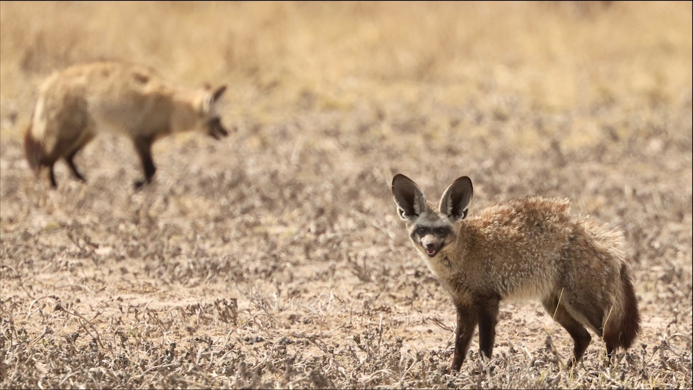 Bat-eared Foxes