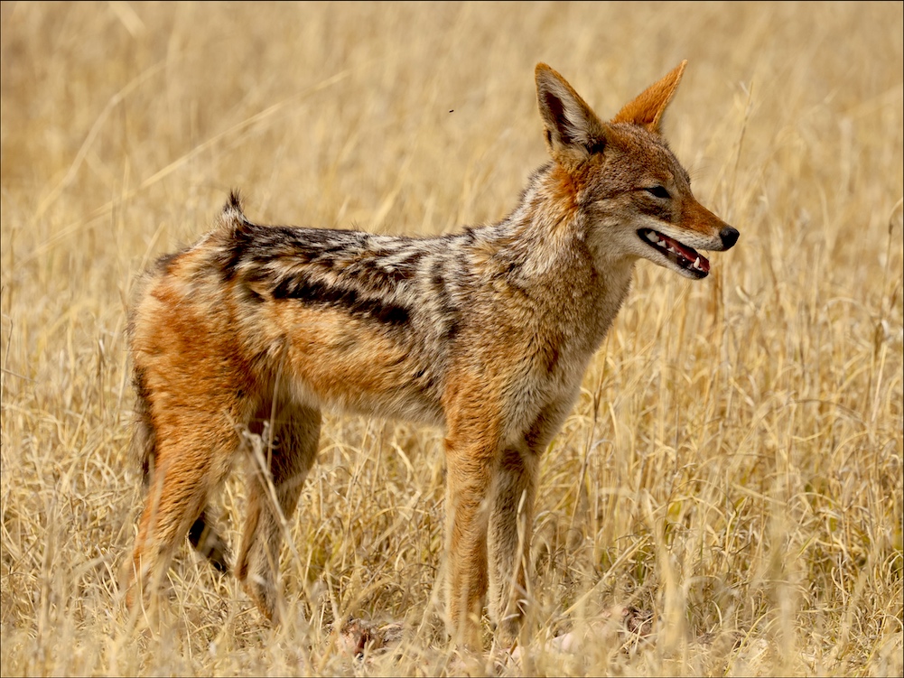 Black-backed Jackal in the pan