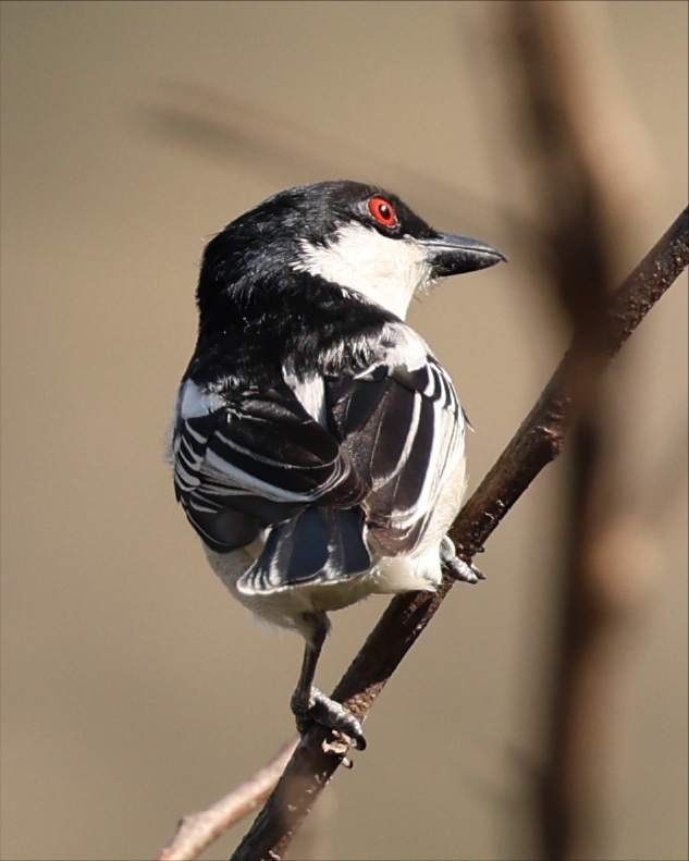 Black-backed Puffback
