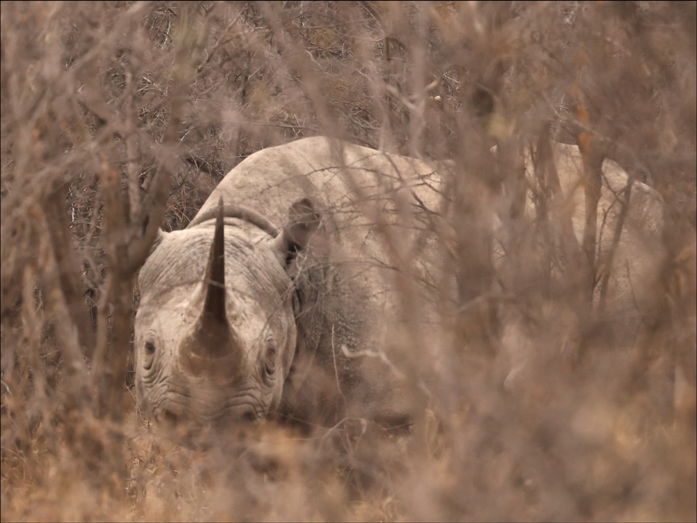 Black rhino hiding in the bush