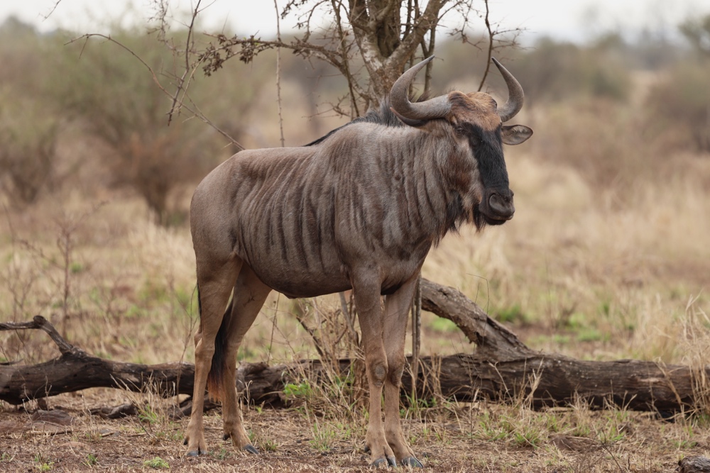 Blue Wildebeest