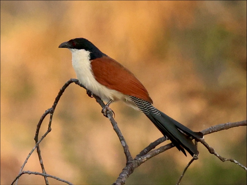 Burchell's Coucal