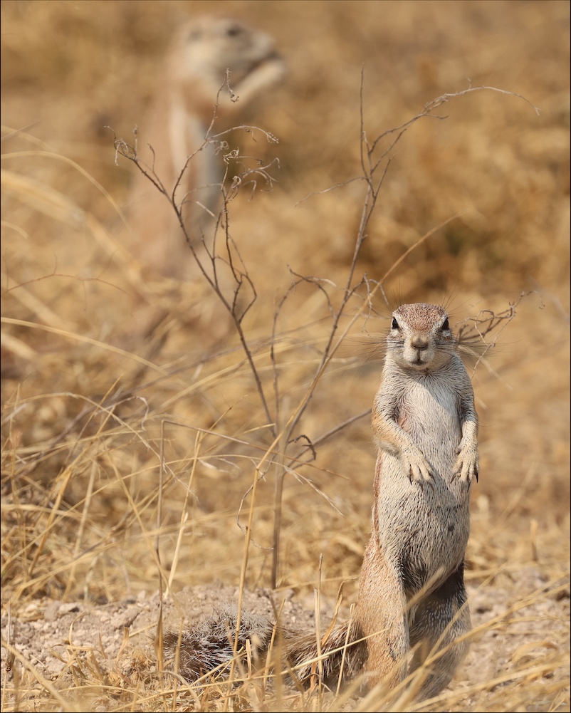 Cape Ground Squirrel