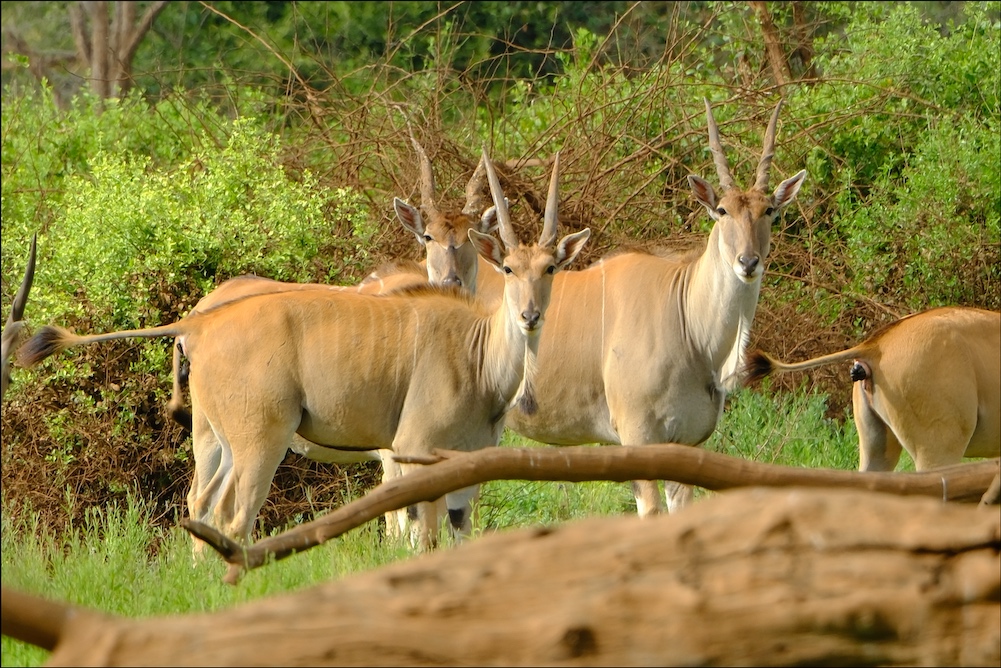 Common Eland
