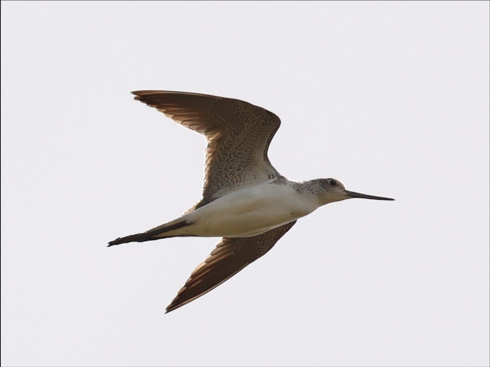 Common Greenshank