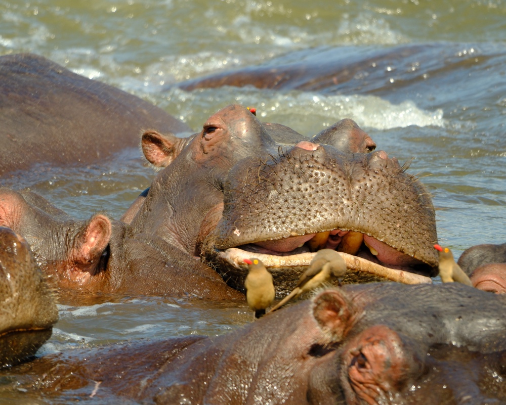 Common Hippopotamus