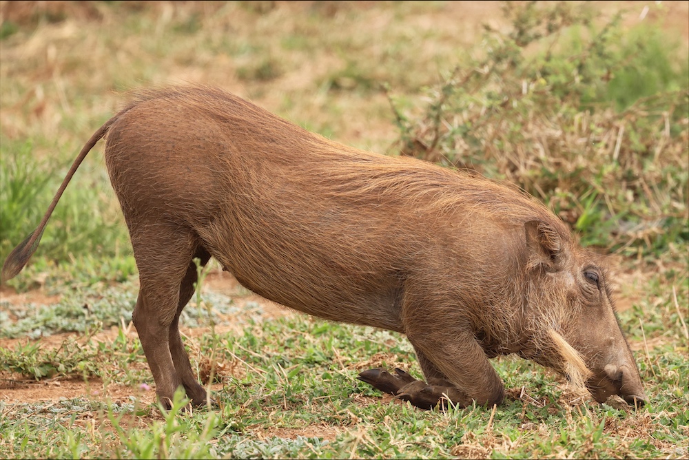 Common Warthog