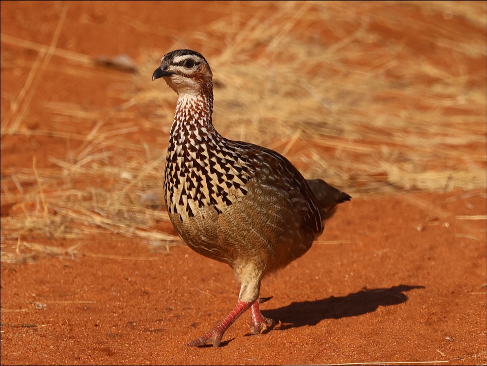 Crested Francolin