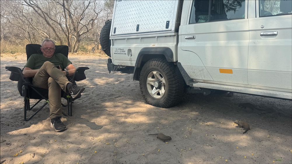 Dwarf mongoose in camp