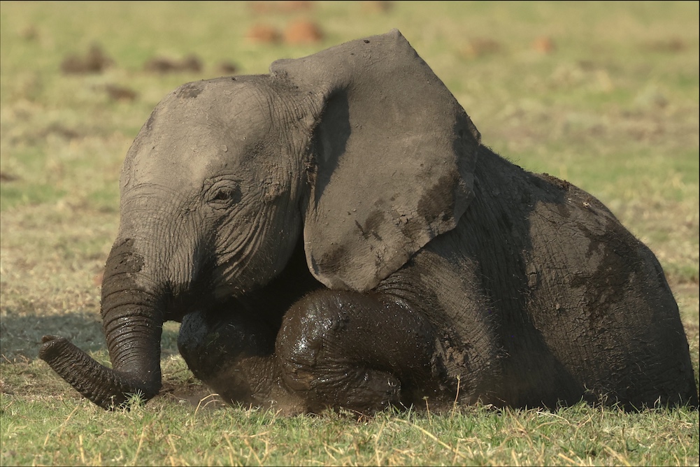 Elephant toddler climbing out of mud hole