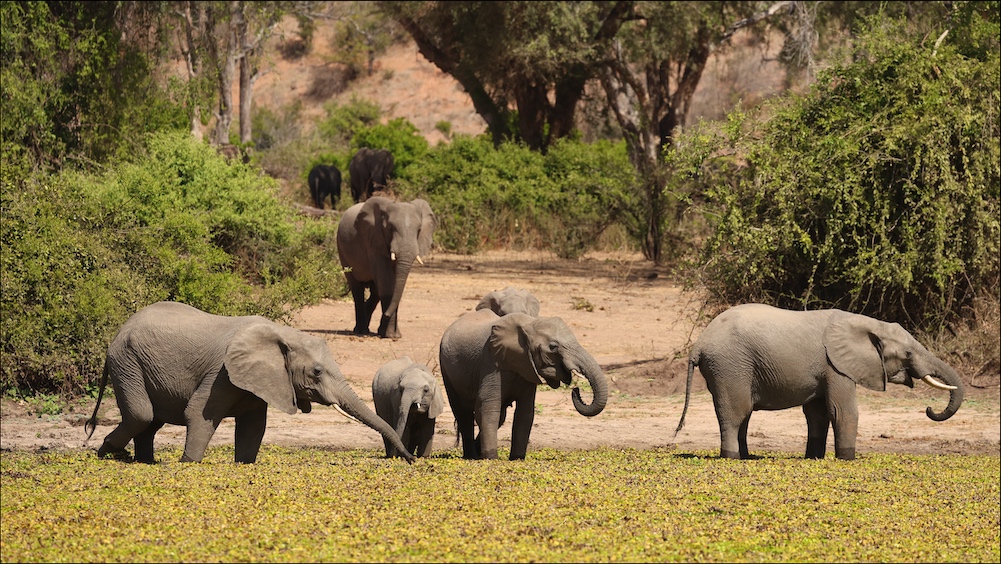 Elephants coming to the pan