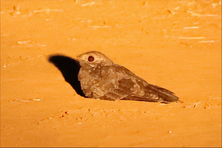 Freckled Nightjar