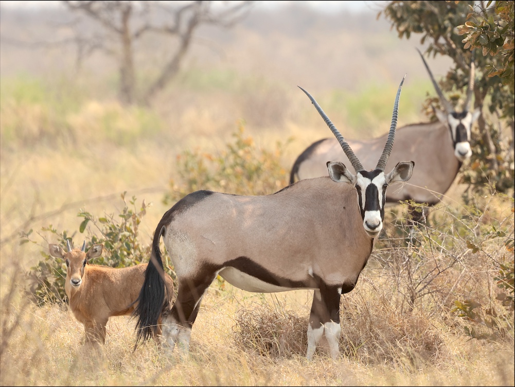 Gemsbok with young in CKGR