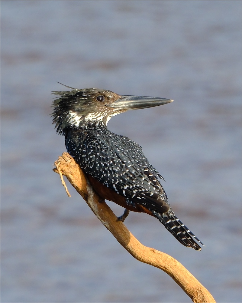 Giant Kingfisher