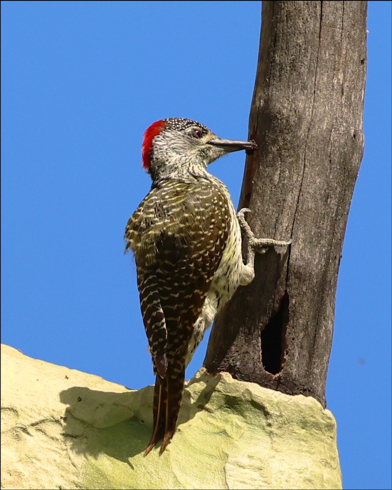 Golden-tailed Woodpecker