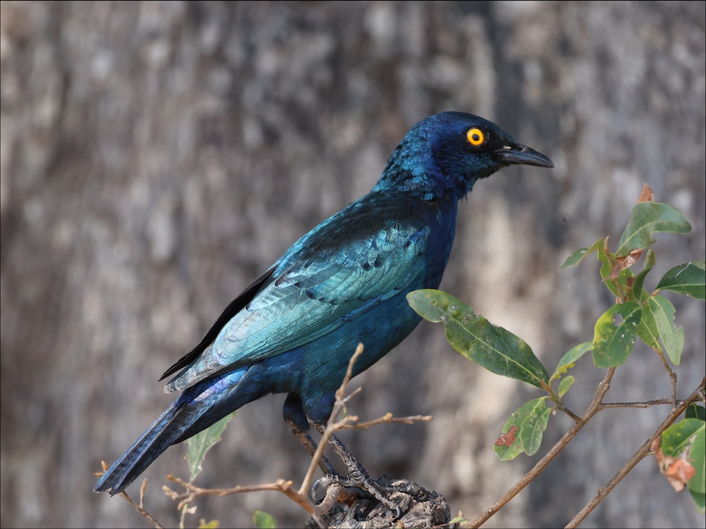 Greater Blue-eared Starling