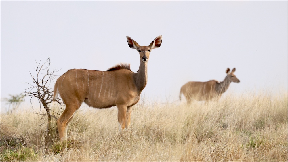 Greater Kudu female in CKGR