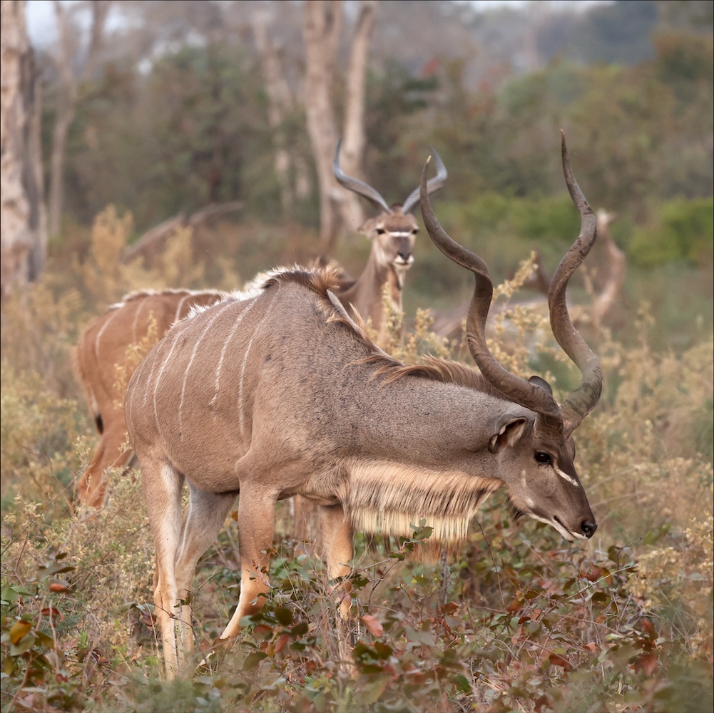 Greater Kudu male in Moremi