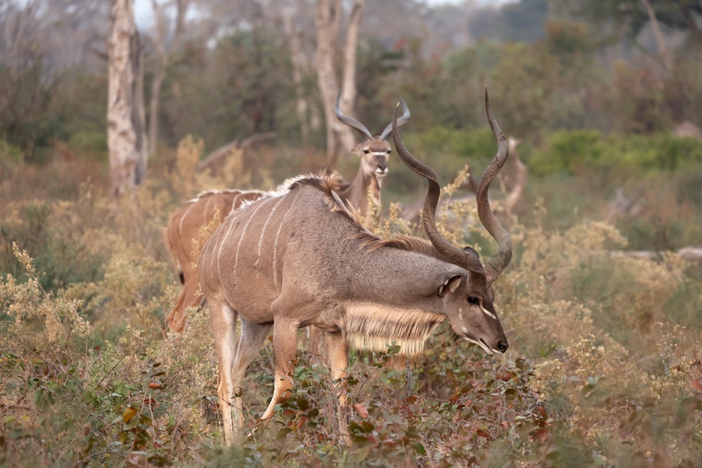 Greater Kudu male