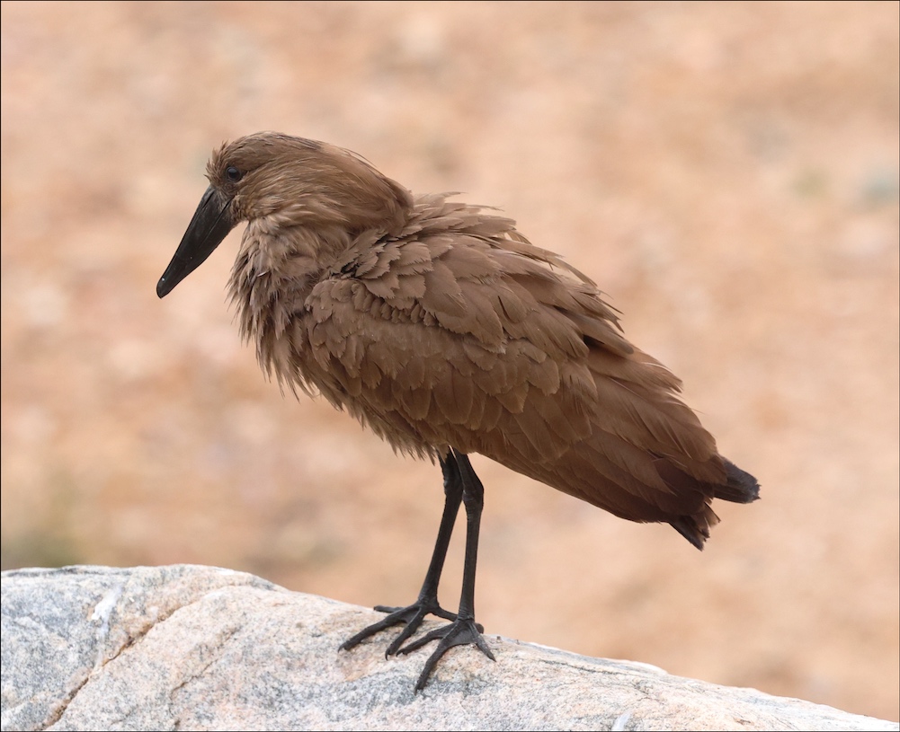 Hamerkop