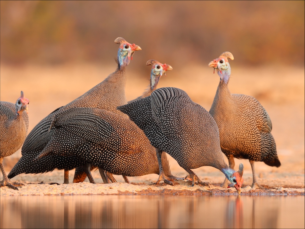 Helmeted Guineafowl