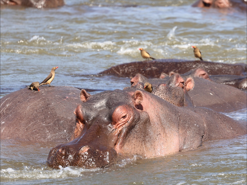 Hippos at the cascade