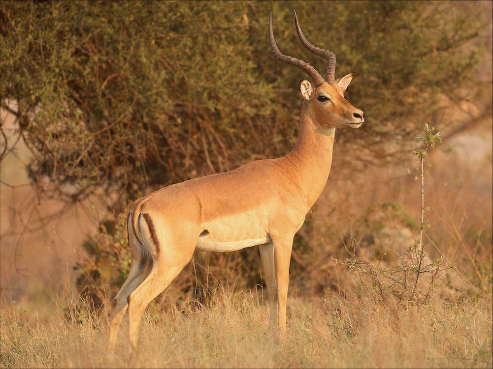 Impala buck in Chobe / Savuti