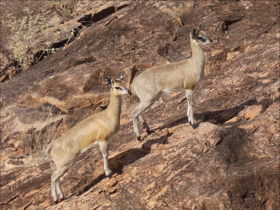 Klipspringer pair in Gonarezhou