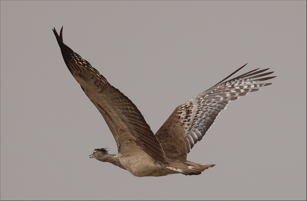Kori Bustard takes flight