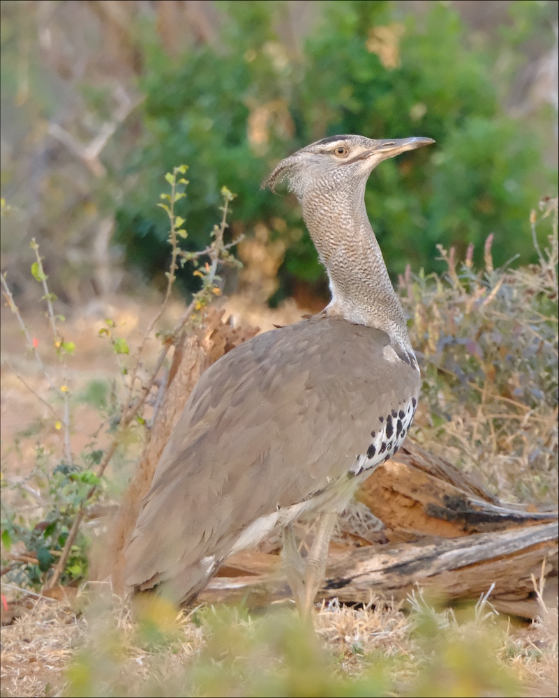 Kori Bustard