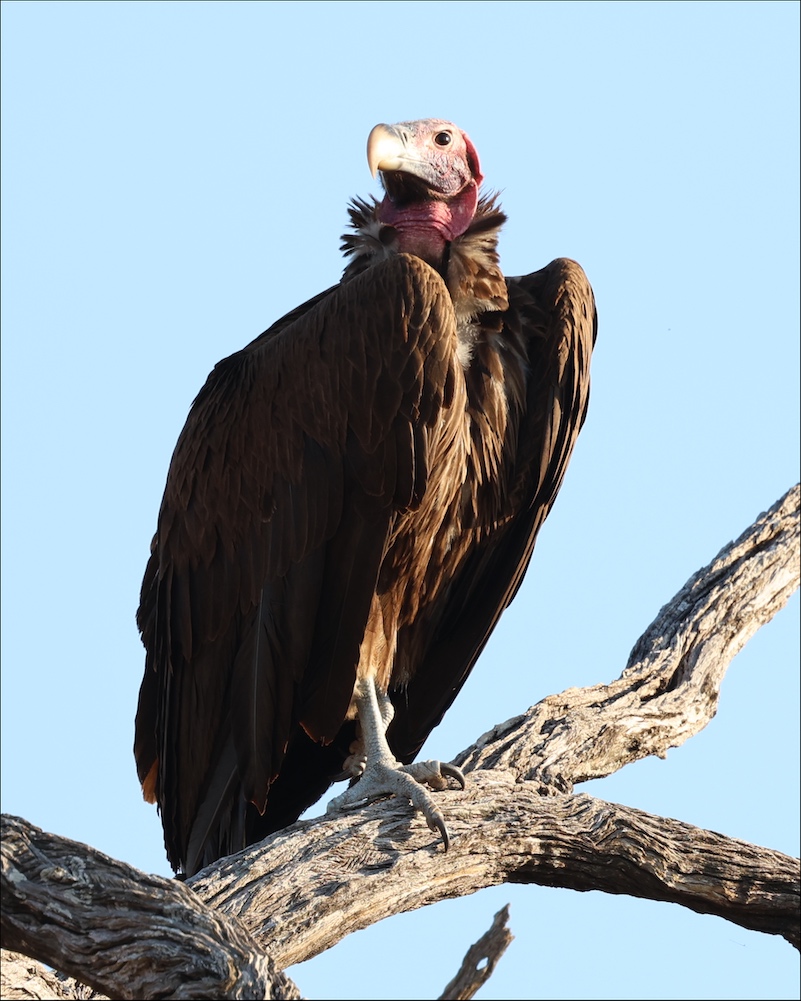 Lappet-faced Vulture
