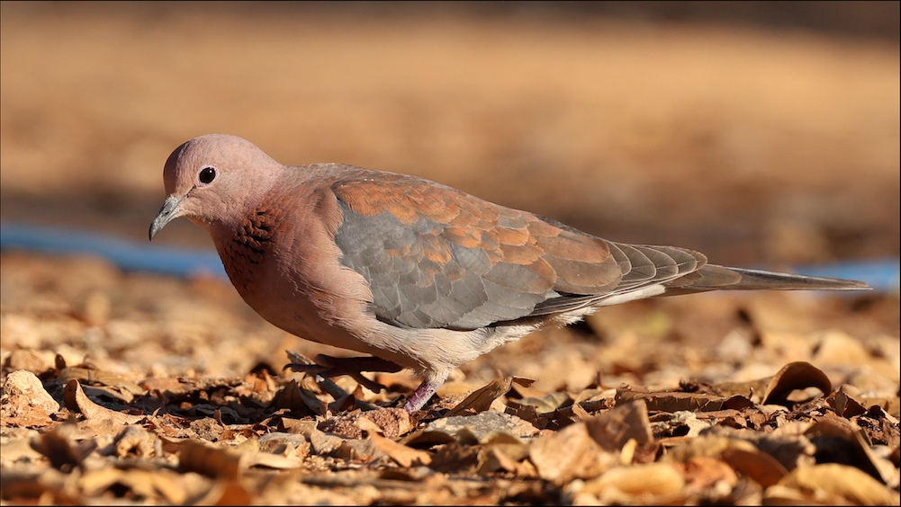 Laughing Dove