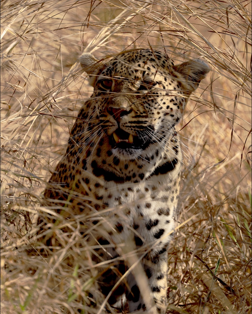 Leopard