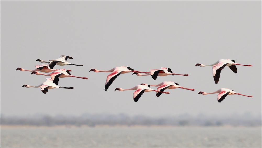 Lesser Flamingos in flight